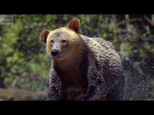 13 AMAZING Slow Motion Animals! | BBC Earth Explore