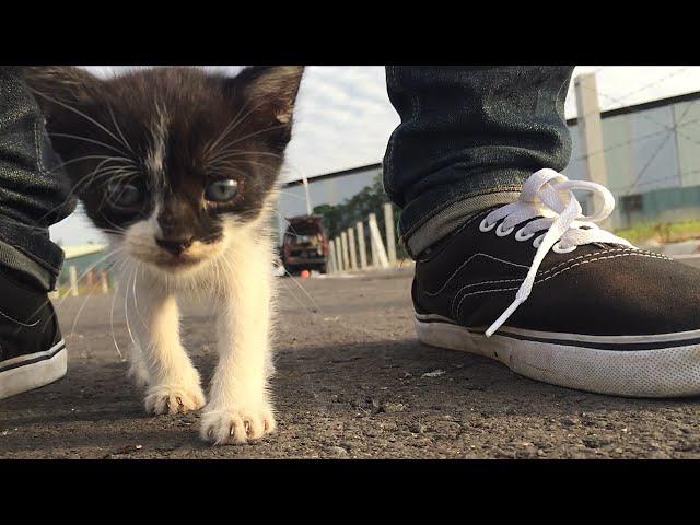 Cute Stray Kitten Follows Us Around