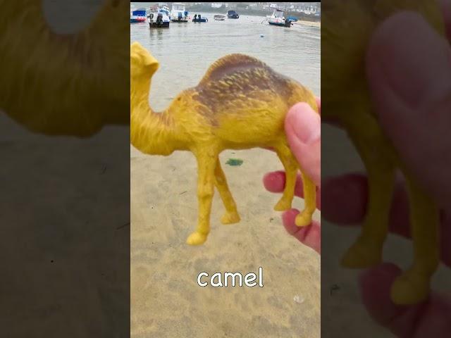 Learn Animal Names at the Harbour for Babies Toddlers Kids: Butterfly Camel Tortoise Dog Lion