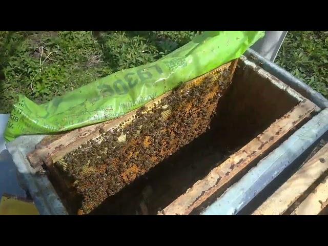 Черешня квітне бджоли працюють. Переселення бджіл. В нас такий розплід у слабаків а у вас ? #бджоли