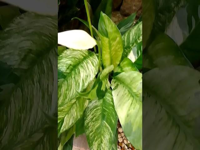 Peace Lily #yooragardentips #peacelilyplant