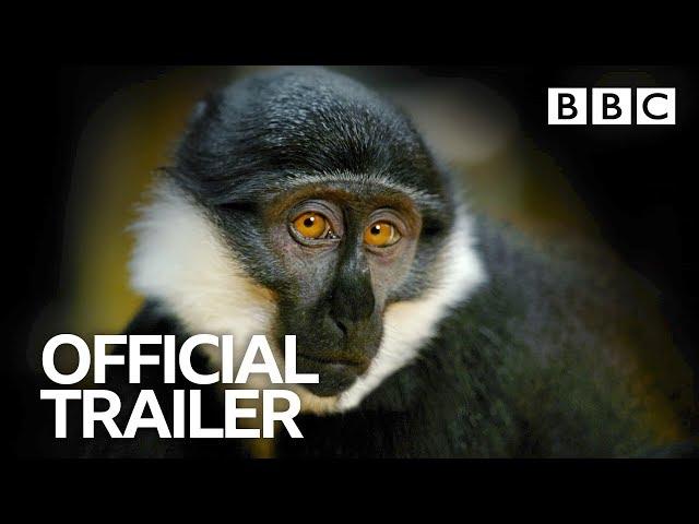 Primates: Trailer | BBC Trailers