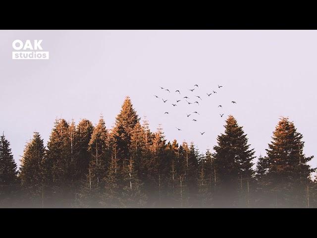 [No Copyright Music] Woods - Acoustic Folk | Background Music