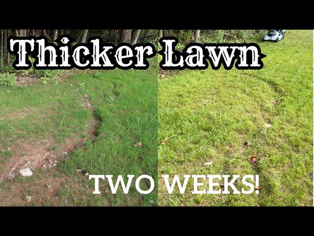 ULTIMATE Guide To OVERSEEDING YOUR LAWN