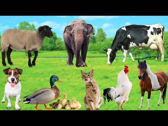 Cute Animals and Pets : Cow, Dog, Sheep, Cat, Chicken, Duck, Elephant, Horse - Cute Pet Sounds