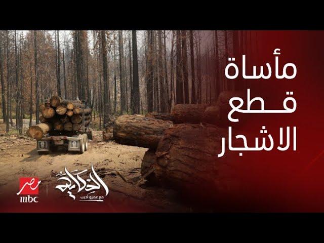 الحكاية| الحقيقة و الأسباب الحقيقية وراء قطع الأشجار في مصر و دور وزارة البيئة