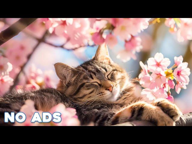 12 Hours Anti Anxiety Music For Cats  Stress Relief Music For Cats  Calming Music For Cats