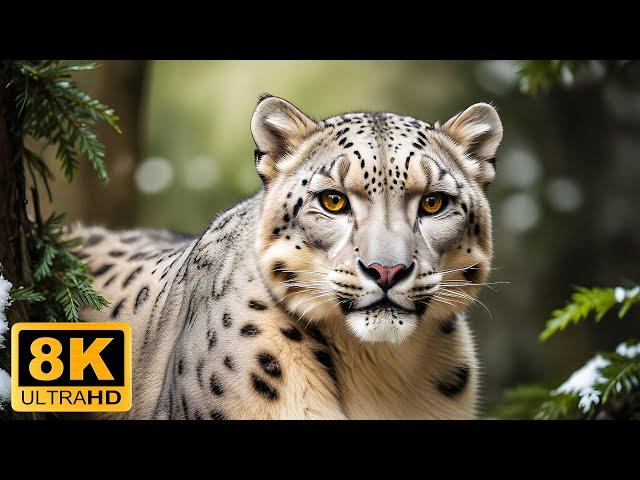 Animal Conservation 8K ULTRA HD - Relaxing Movie With Inspirational Music