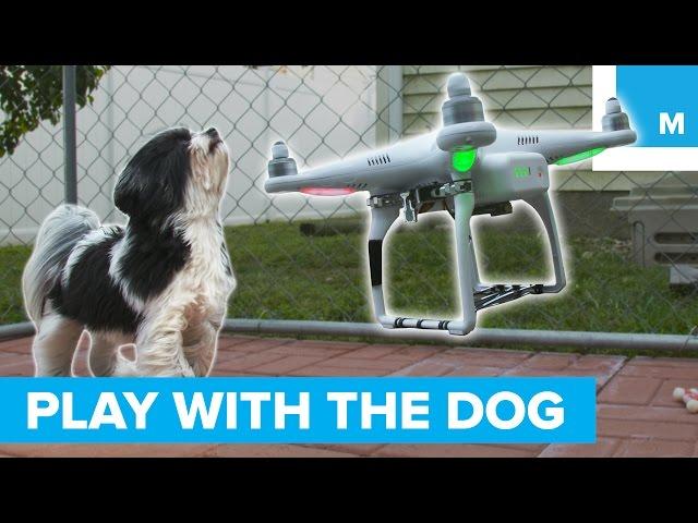 This Drone Will Play With Your Dog