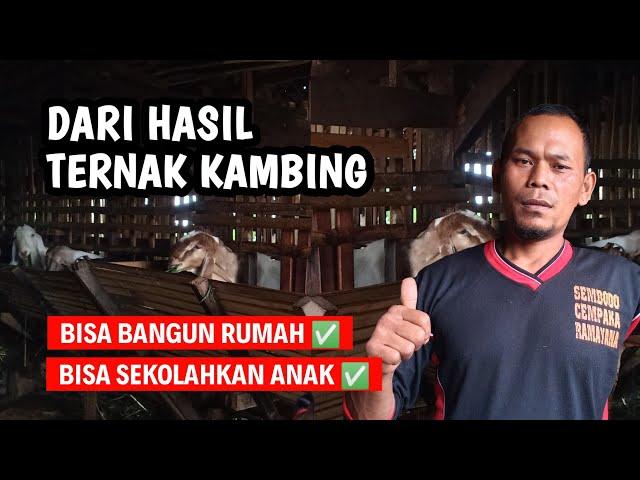 DARI HASIL TERNAK KAMBING BISA BUAT BANGUN RUMAH DAN SEKOLAH ANAK | @AGROTV9