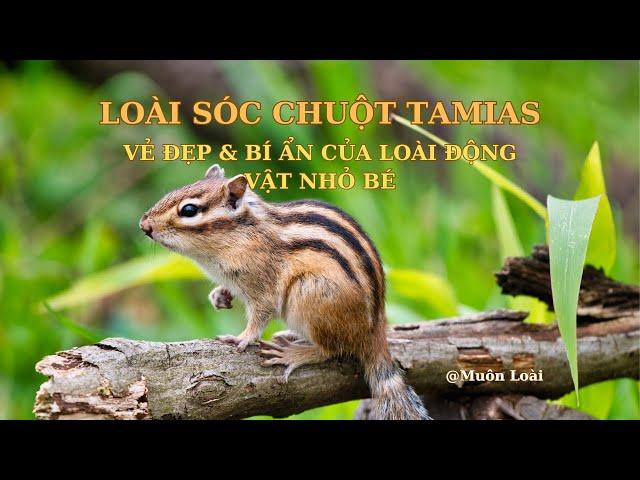 Nhật ký Muôn loài. Loài Sóc Chuột Tamias: Vẻ Đẹp và Bí ẩn của Loài Động Vật Nhỏ Bé