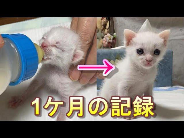 生後1日目の猫の赤ちゃんを保護してから成長してママっ子になるまでの1ケ月【保護猫】