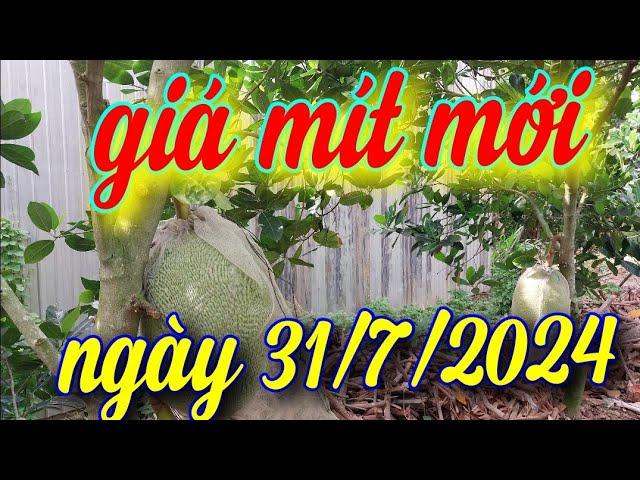 giá mít hôm nay ngày 31 tháng 7, 2024