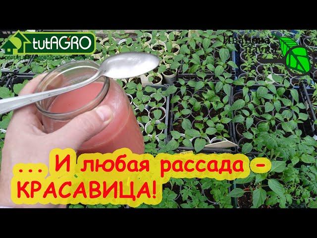 ДВА РЕЦЕПТА ПОДКОРМКИ РАССАДЫ... МОЛОКОМ! Красно-молочный раствор для рассады и взрослых растений.