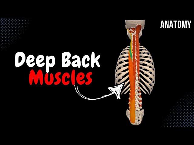 Deep Back Muscles (Division, Origin, Insertion, Function)