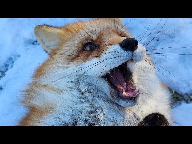 Foxes first snow day of 2024! Animal care taker Merri wakes up the foxes!