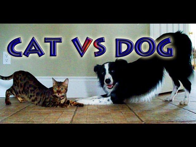 Cat vs Dog: A Trick Contest