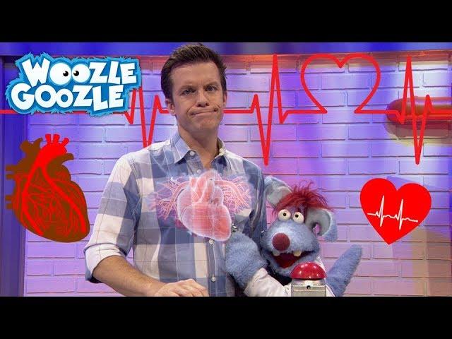 Wie funktioniert das Herz? l WOOZLE GOOZLE