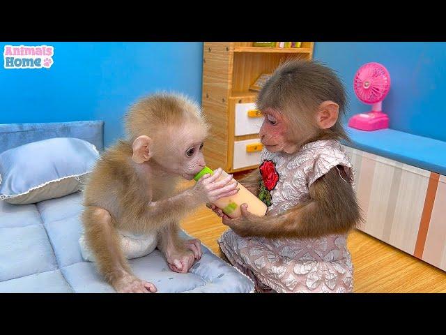 BiBi helps dad cook breakfast for baby monkey OBi