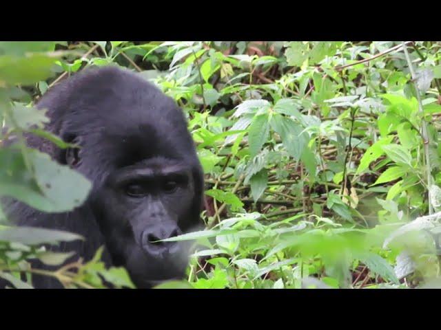 gorilla habituation raw Bwindi Impenetrable Forest, Uganda