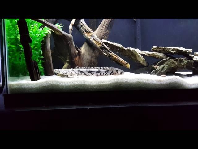 My new polypterus endlicheri.