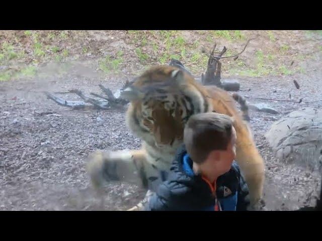 Video: Tiger charges at little boy at Dublin Zoo