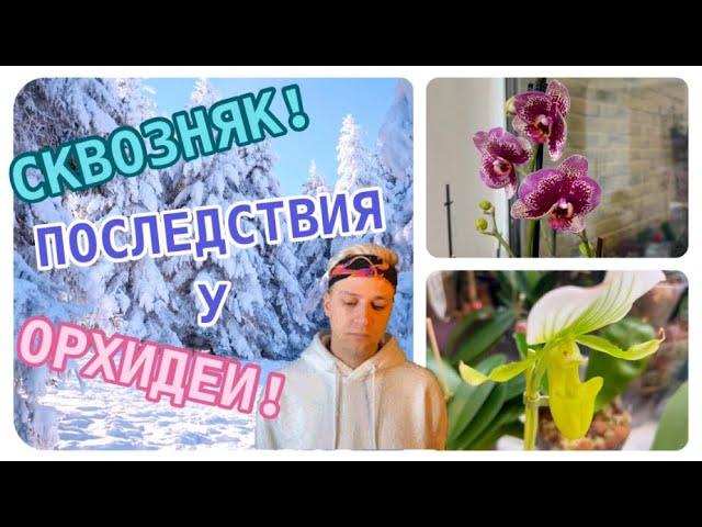 ШОК! Моя не внимательность!️ ПЕРЕВАЛКА #орхидеи в НОВЫЙ дом до весны!  #plants