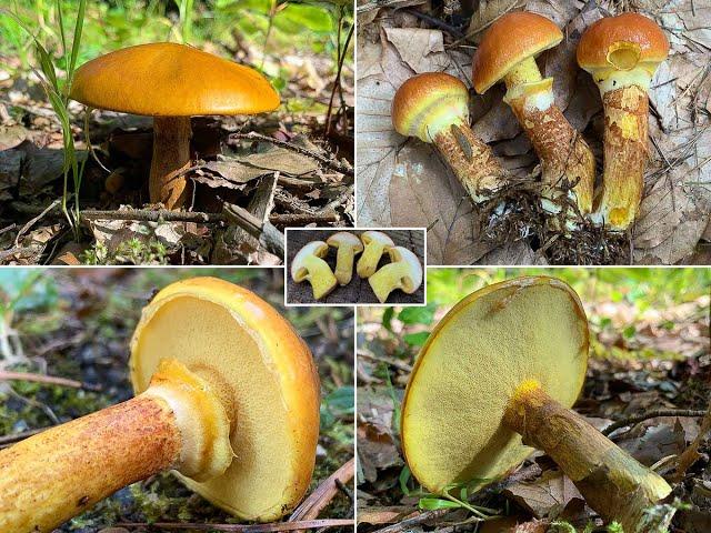 Goldröhrling, Lärchenröhrling, Goldgelber Röhrling, Gelber Röhrling, Suillus grevillei