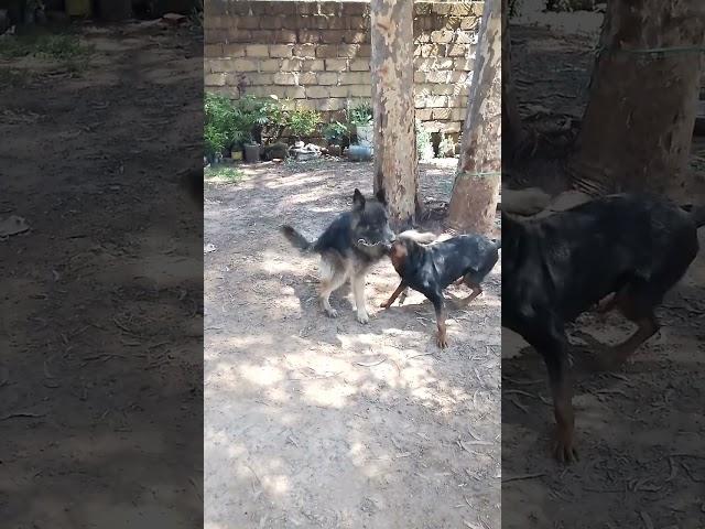 Gurman sharphard fight during mating! breeding male dog died on the spot shocked everyone see to end