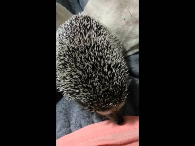 Spike the Hedgehog