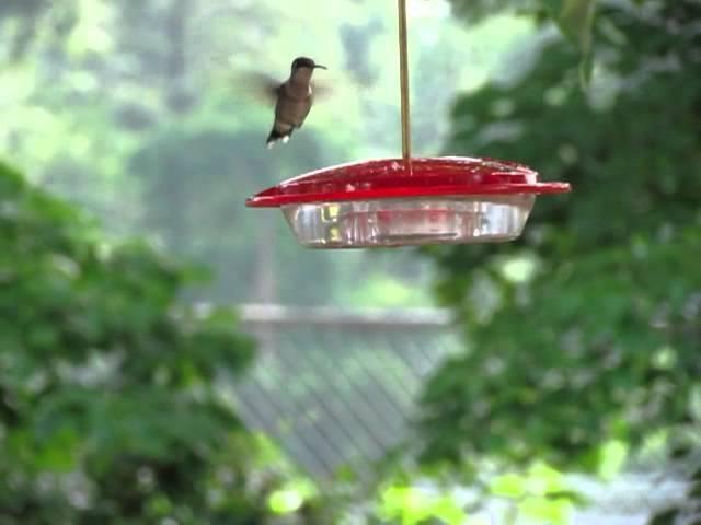 humming bird flutter at the feeder.M4V