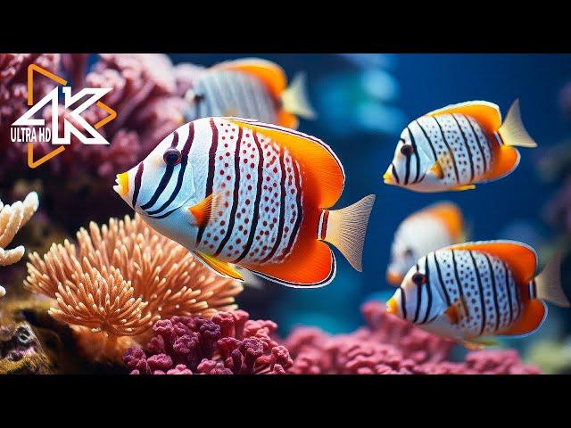 The Deep Blue Wonders 4K  Exploring the Mysteries Of The Ocean   Relaxation Video