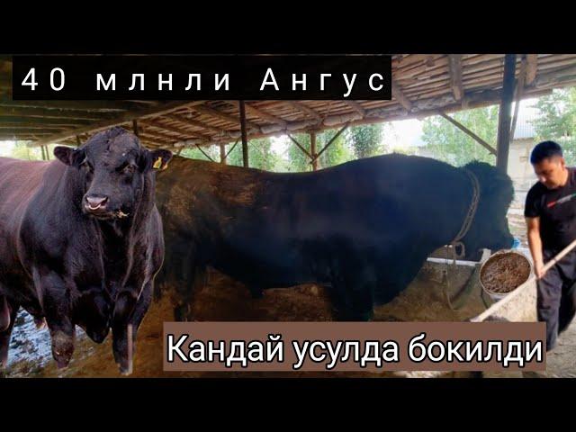 Мана новвос бокиш 40 млнга берилмади Ангус зотли ( Новвос бокиш )