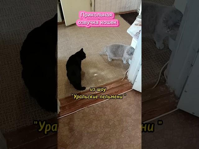 Прикольная озвучка из шоу "Уральские пельмени" #юмор #прикольнаяозвучка #cat