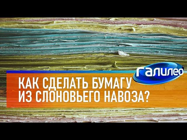 Галилео  Как сделать бумагу из слоновьего навоза?