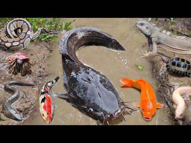 catching jumbo catfish in the hole there are gourami, ornamental fish, koi fish, snakehead fish