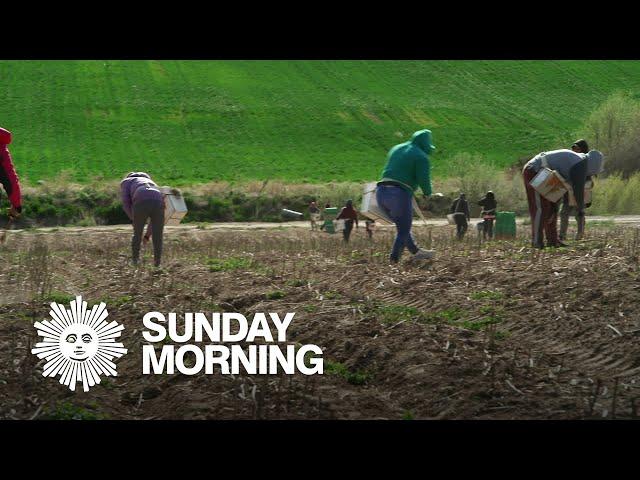 Down on the farm: A shortage of agricultural labor