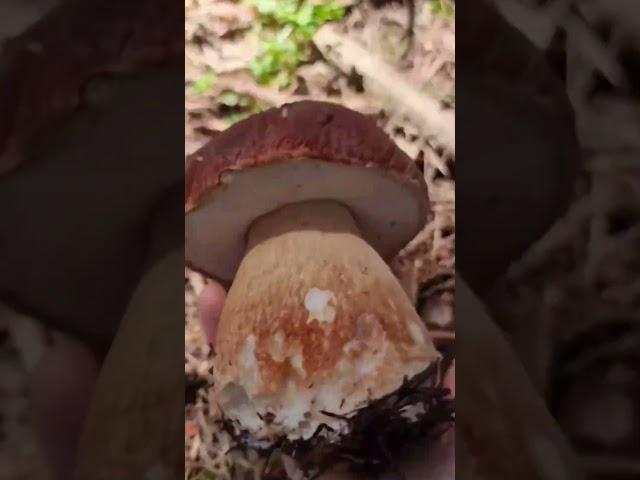 Funghi porcini /белые грибы /borowiki