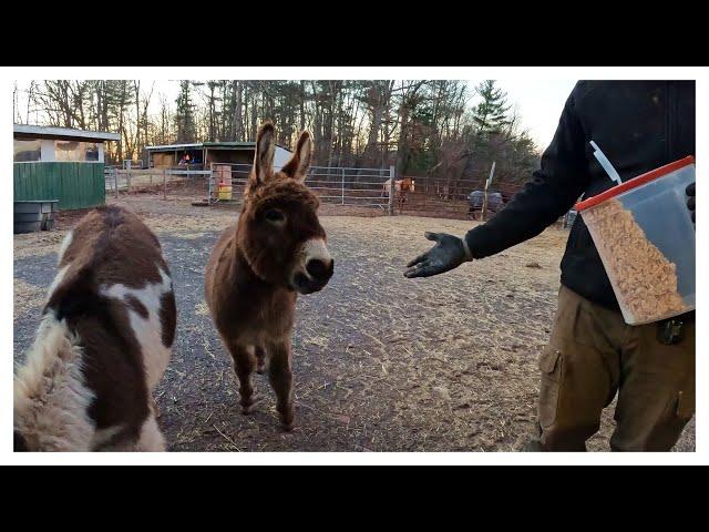 Quality Time With Our Donkeys