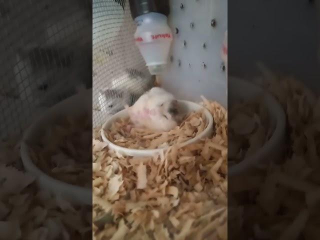 dancing Hamster #viral #hamster #trending #fyp