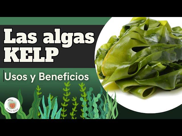 LAS ALGAS KELP: Beneficios y Propiedades