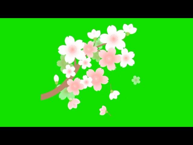 Beautiful Rose Copyright free || spring season background video effects || Rose | No copyright video