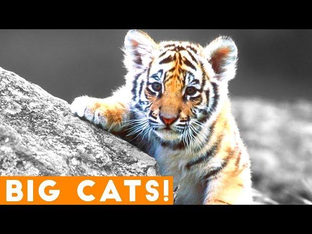 Ultimate Tiger, Lion and Big Cat compilation 2018 | Funny Pet Videos FPV!