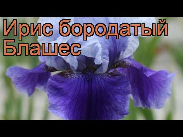 Ирис бородатый Блашес (iris)  бородатый ирис Блашес обзор: как сажать, саженцы ириса Блашес