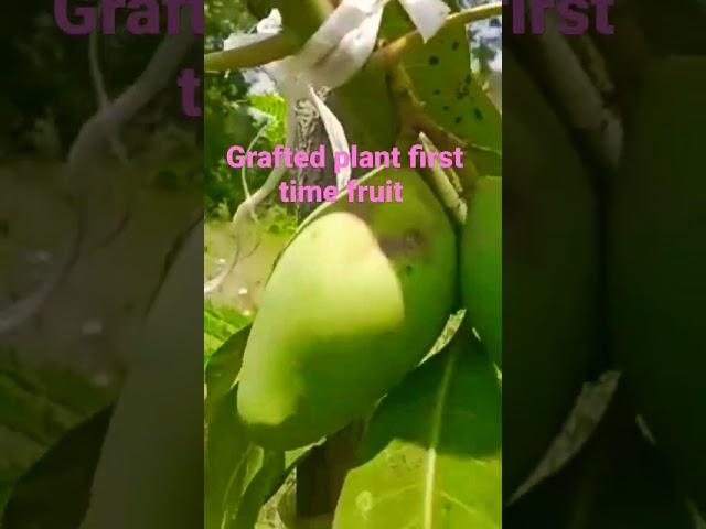 amrpali Mango Plant #viral