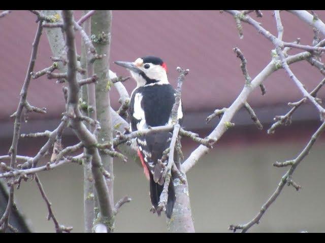 Красивий птах на Canon PowerShot SX530 HS Beautiful bird