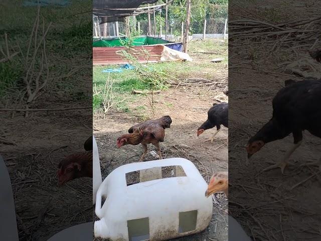 Everyday chickens feeding 2 #chicken #chickenfeeding #cookedfood #ayam #chick #cookedrice #ricedish