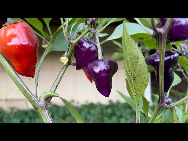 Purple UFO Pepper Plant Overview