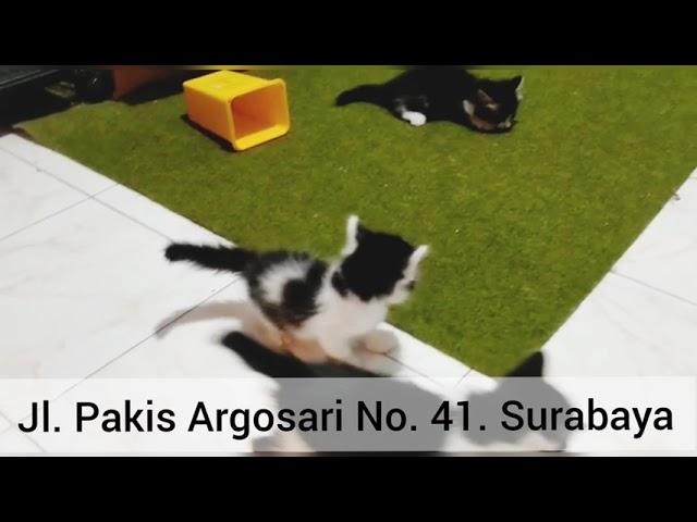 Kitten Persia Medium | Tempat Adopsi Kucing Surabaya