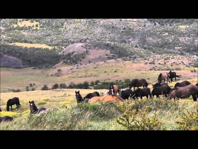 Tracking Wild Horses in Patagonia